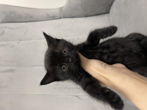 British shorthair 2 aylıklar