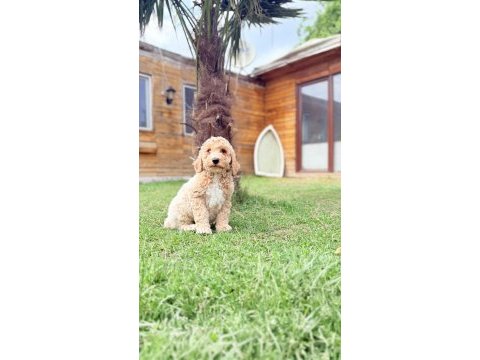 Dev gibi poodle yavrular