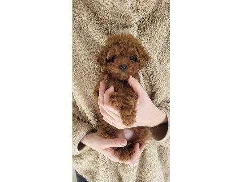 Sıcacık bir yuva arayan toy poodle bebekler