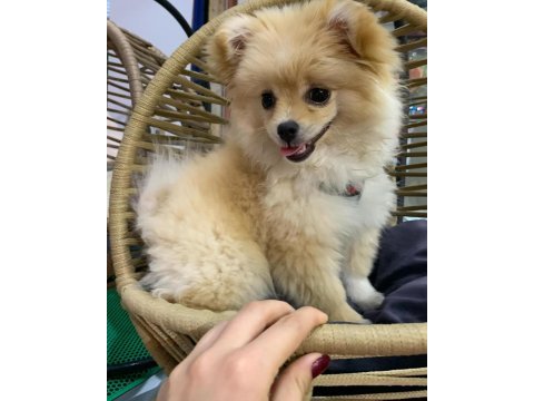 Pomeranian lui evinizin neşesi olmaya geliyor