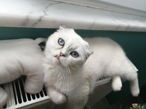 Çiftleştirmek için erkek kedi arıyorum