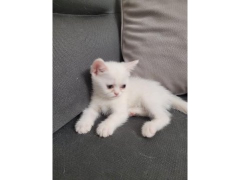 British shorthair 2 adet dişi