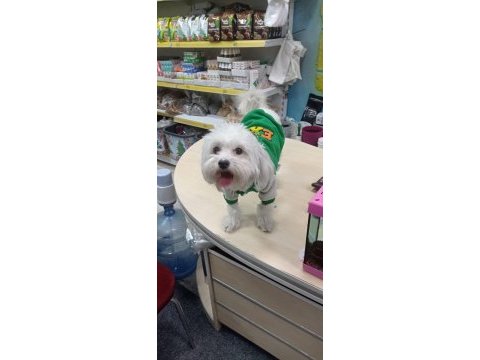 Ev ortamına uyumlu dişi maltese terrier
