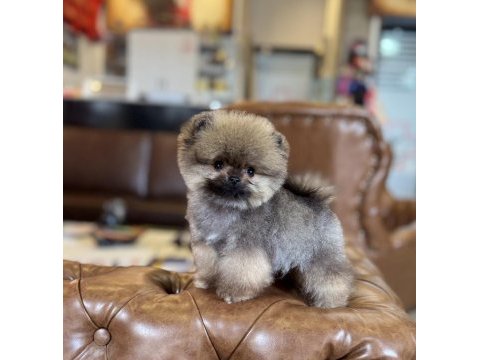 Mikro tea cup orange ayı surat pomeranian boo