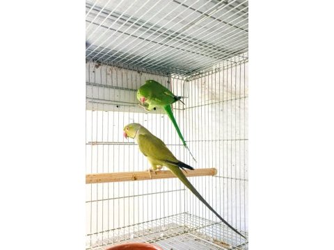 Mutasyon renk yavru veren çift