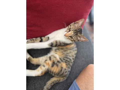 4 aylık kedimiz yeni evini arıyor
