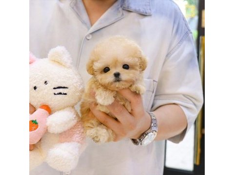 Toy poodle yavrularım