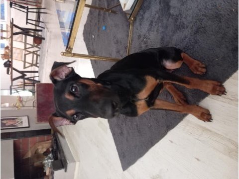 4 aylık estetikli doberman
