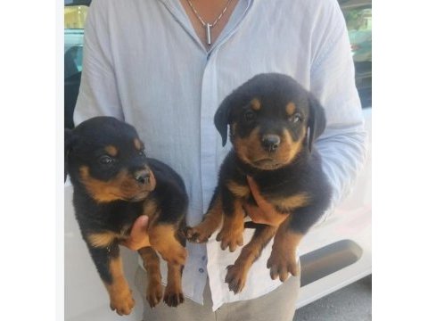 Safkan rottweiler bebekler köpek çiftliğinden