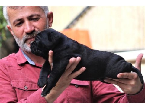 Fcı-kıf secereli safkan cane corso yavrular