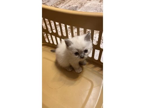 British shorthair ve longhair