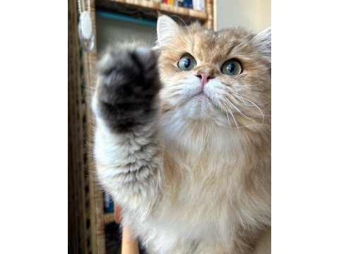 Erkek british longhair 1 yaşında