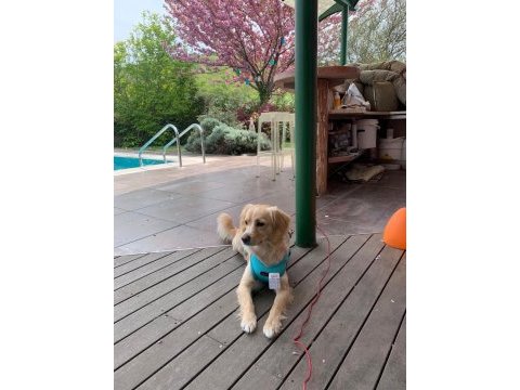 Eğitimli 1 yaşında küçük ırk köpeğimiz