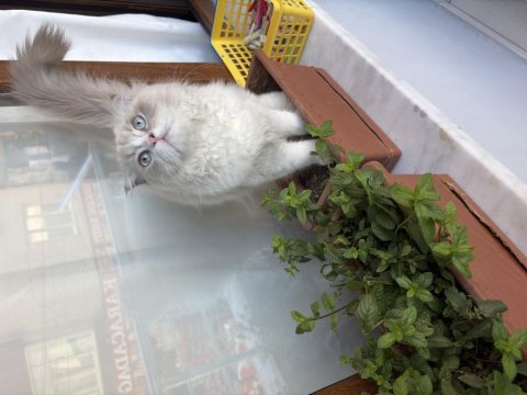 İran kedisi çok evcil