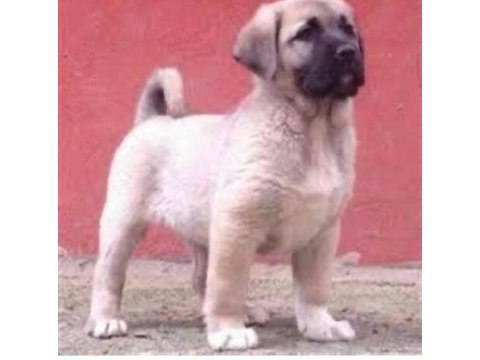 Sivas kangal yavrularımız sahiplendirilecektir