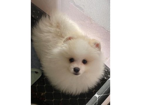 Show kalite pomeranian yavrular