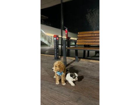 Maltipoo köpeği yavrumuz