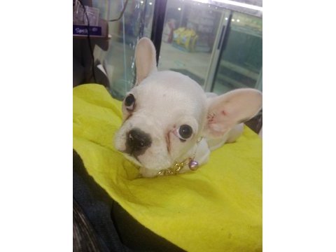 French bulldog köpeğimiz