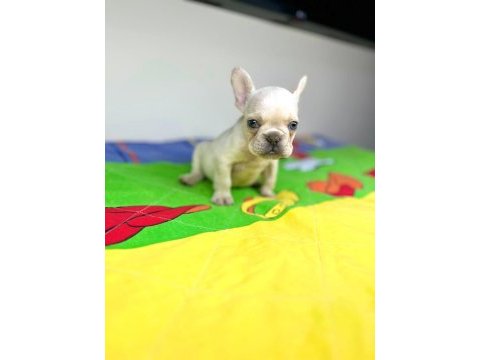 Irk garantili renkli gözlü french bulldog yavrular