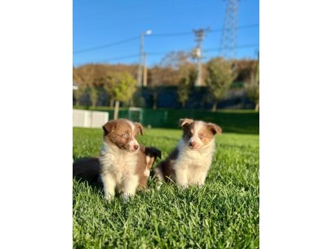 A kalite muhteşem border collie yavruları 