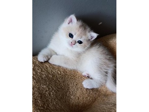 Lilac golden british shorthair dişi yavru