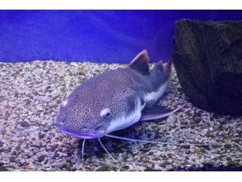 Redtail cat fish 35 cm