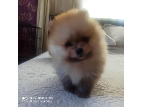 Ev üretimi pomeranian boo