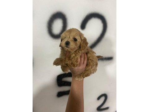 Maltipoo can dostlar ev doğumlu