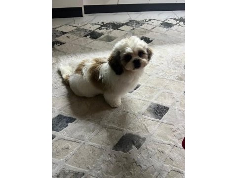 Shih tzu köpeği aşıları tam