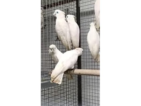 Resmi belgeli yavru ve çift damızlık ducorps kakadu