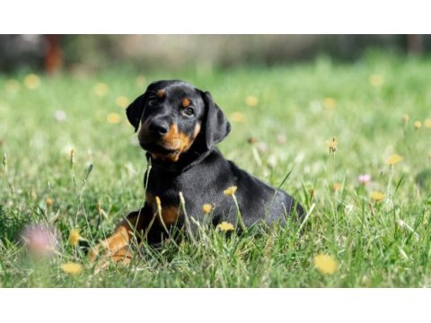 Avrupa king doberman yavruları ruhsatlı çiftlikten