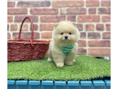 Safkan pomeranian boo yavrularımız