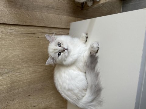 British longhair erkek