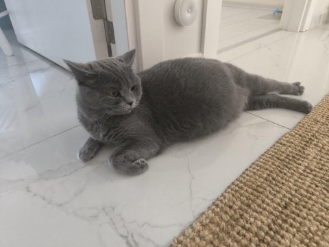 Ücretsiz sahiplendirilecek kedimiz 3 yaşında