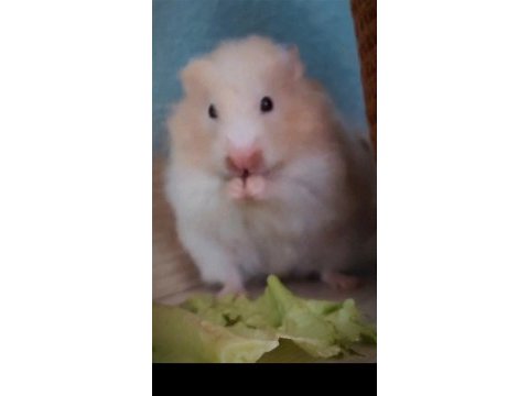 8 aylık sevimli uysal insana alışık hamster