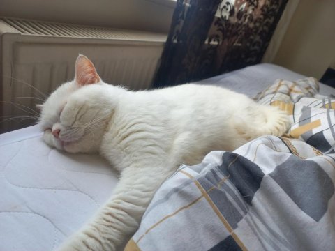 3 yaşında erkek odd eyes british shorthair