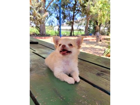 Longhair erkek chihuahua