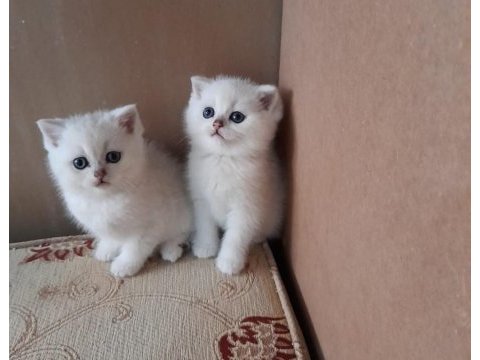 British shorthair 11 mart doğumlu bebekler