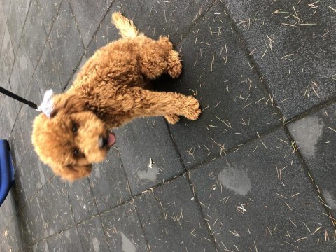 7 aylık poodle sahiplendirilecektir