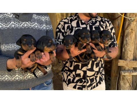 Dişi erkek rottweiler yavrular