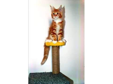 Şampiyonlar torunu şampiyon adayı maine coon yavrular