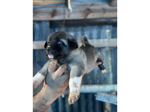 Kara boğa yavru köpekler için