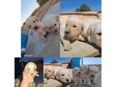 Dişi erkek golden retriever