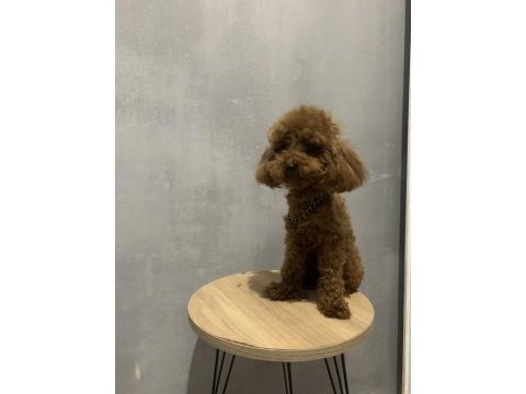 Toy poodle