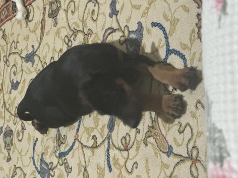 2 aylık doberman