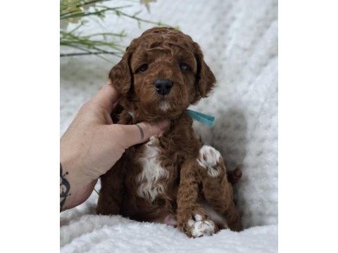  maltipoo minik yavrularımız 