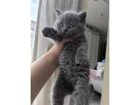45 günlük british shorthair blue
