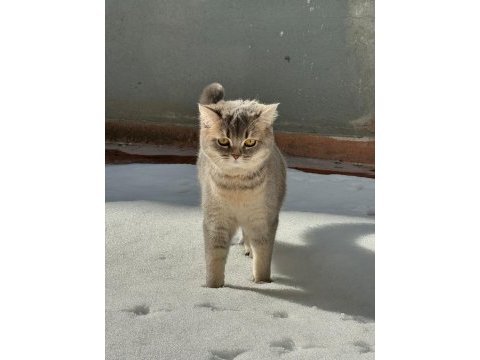 British shorthair 12 aylık kedimiz