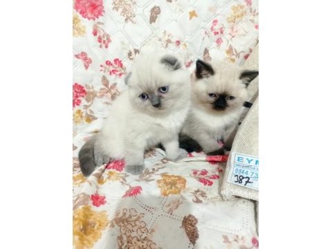 Scottish fold yavrular