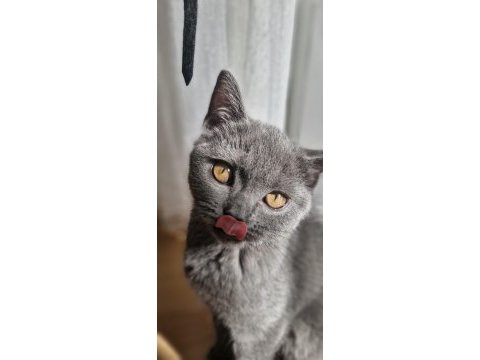 Yavru aşıları tam dişi biritish shorthair